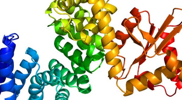 RAP Proteins